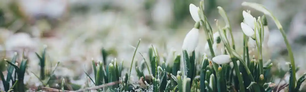 Spring vitamin injections